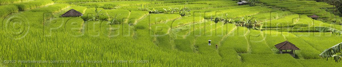 Peter Bellingham Photography Rice Terraces - Bali (PBH4 00 16639)